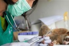 Hi-tech conservationists fight Indonesia wildlife crime