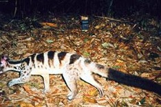 Civet-conservation posters distributed