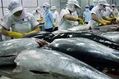 Ocean tuna sells for record price in Japan