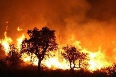 Vietnam to fight forest fires manually over next ten years