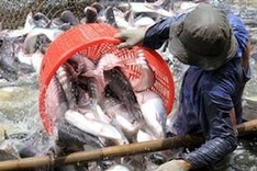 US Senate votes to end catfish inspection programme