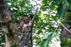 Rare animals released back into the wild