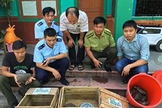 Pangolin smugglers to face up to 15 years in jail