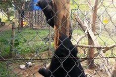 Inconsistent regulations put Asiatic black bear in danger