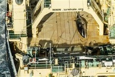 Japan seeks upgraded whaling ship in sign hunts will continue