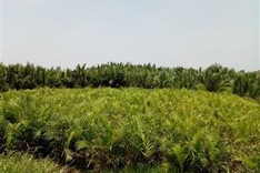 Biologist warning on building paper mill