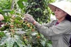 Vietnam named 5th most recognised coffee producer in US