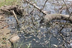 Wastewater kills thousands of fish in Quang Ngai