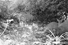 Deer-like ‘muntjac’ back from the dead in Vietnamese reserve