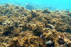 Ocean climate change damage to cost $2 trillion