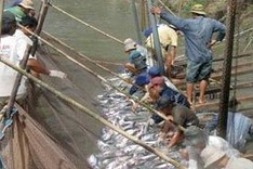 Vietnam still remains puzzled with seafood antibiotic residue control