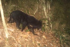 Endangered bear found in central Vietnam