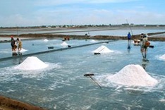 Stormy times for Bac Lieu salt industry