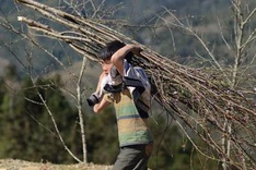Children in Sapa carry peach branches for Tet