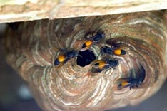 Hornets served as delicacies in Mekong Delta