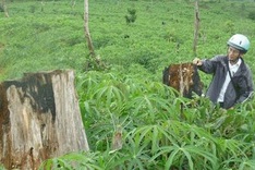 Thousands of hectares of forest land destroyed due to ignorance