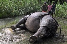 Nepal police arrest 14 for rhino poaching