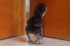 Chicken born with 4 legs in central Vietnam