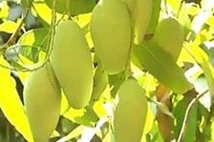 Vietnamese mangoes granted license to enter Japan