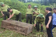 Rare python released back to the wild