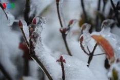 Ice crystallises Mau Son Mountain