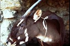 'Asian Unicorn' faces extinction