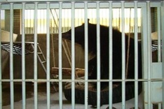 Vietnam vows to eliminate bear captivity establishments