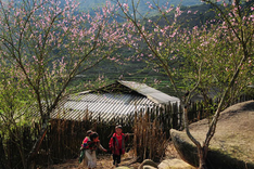 Peach trees blossom early in Sapa