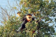Thua Thien-Hue issues emergency action plan to protect primates