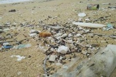 Oil clumps cover beach in Quảng Nam Province