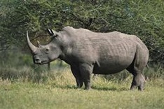 OGC cracks down on wildlife crime