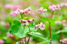 Buckwheat flowers bloom in Ha Giang