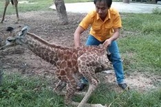 African giraffe gives birth at Vietnam zoo