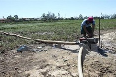 Ca Mau drought causes billion-VND losses to farmers