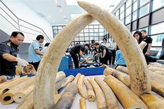 A Vietnamese and a Chinese arrested for ivory smuggling