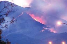 Forest fires wreak havoc