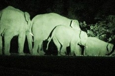 Wild elephants destroy crops in central highlands