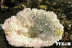 Vietnam's coral reefs face extinction