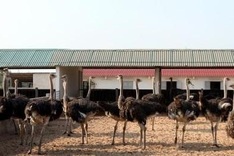The ostrich business in Quang Binh