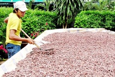 Ministry turns eyes to developing cocoa industry