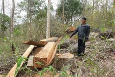 Forests of the Mekong in sharp decline