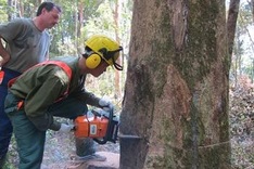 Germans support sustainable forest management in Vietnam