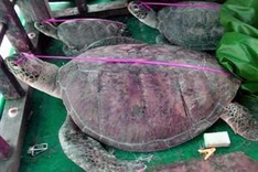 Philippines to charge 'poachers' despite China warning