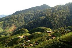 Sustainable development for forestry in focus