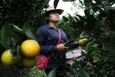 Oranges bring in juicy profits for farmers