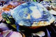 Turtle conservation project needs funds