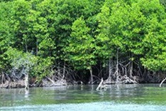 Kien Giang needs USD44 mil to cope with climate change