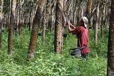 Rubber exports: need to seek more markets