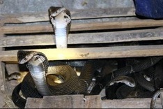 Raising poisonous snakes in Vinh Phuc