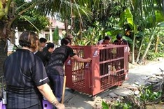 Six moon bears rescued from bile farm in southern Vietnam